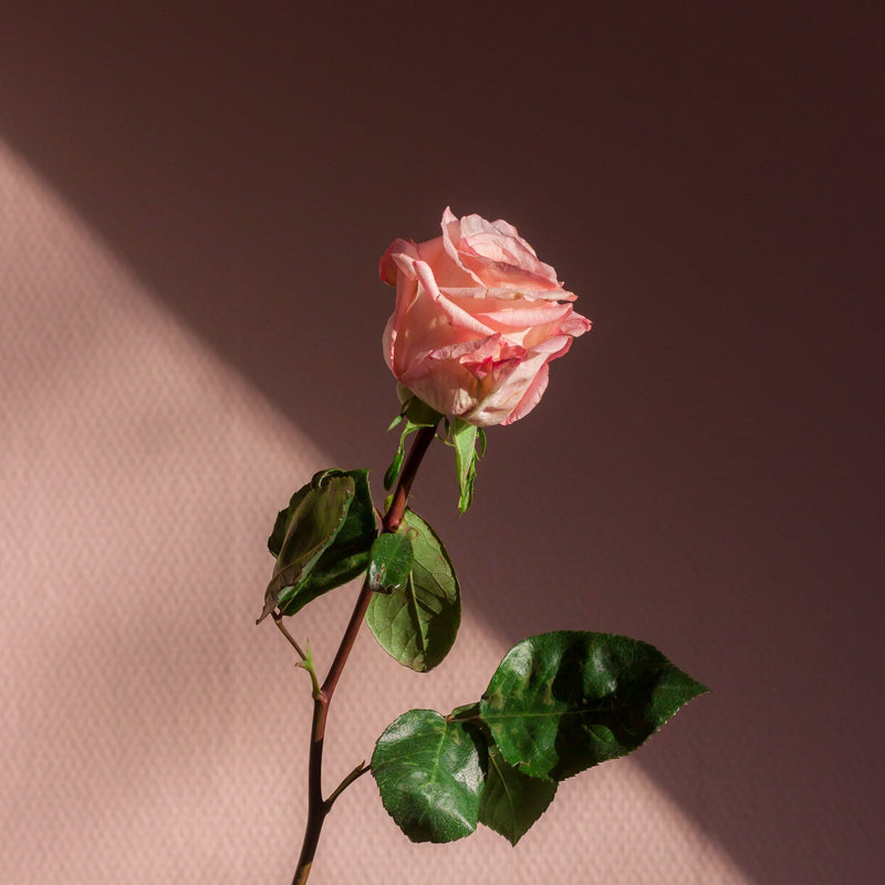 ĐỂ SỐNG MỘT CUỘC ĐỜI NHƯ Ý MUỐN